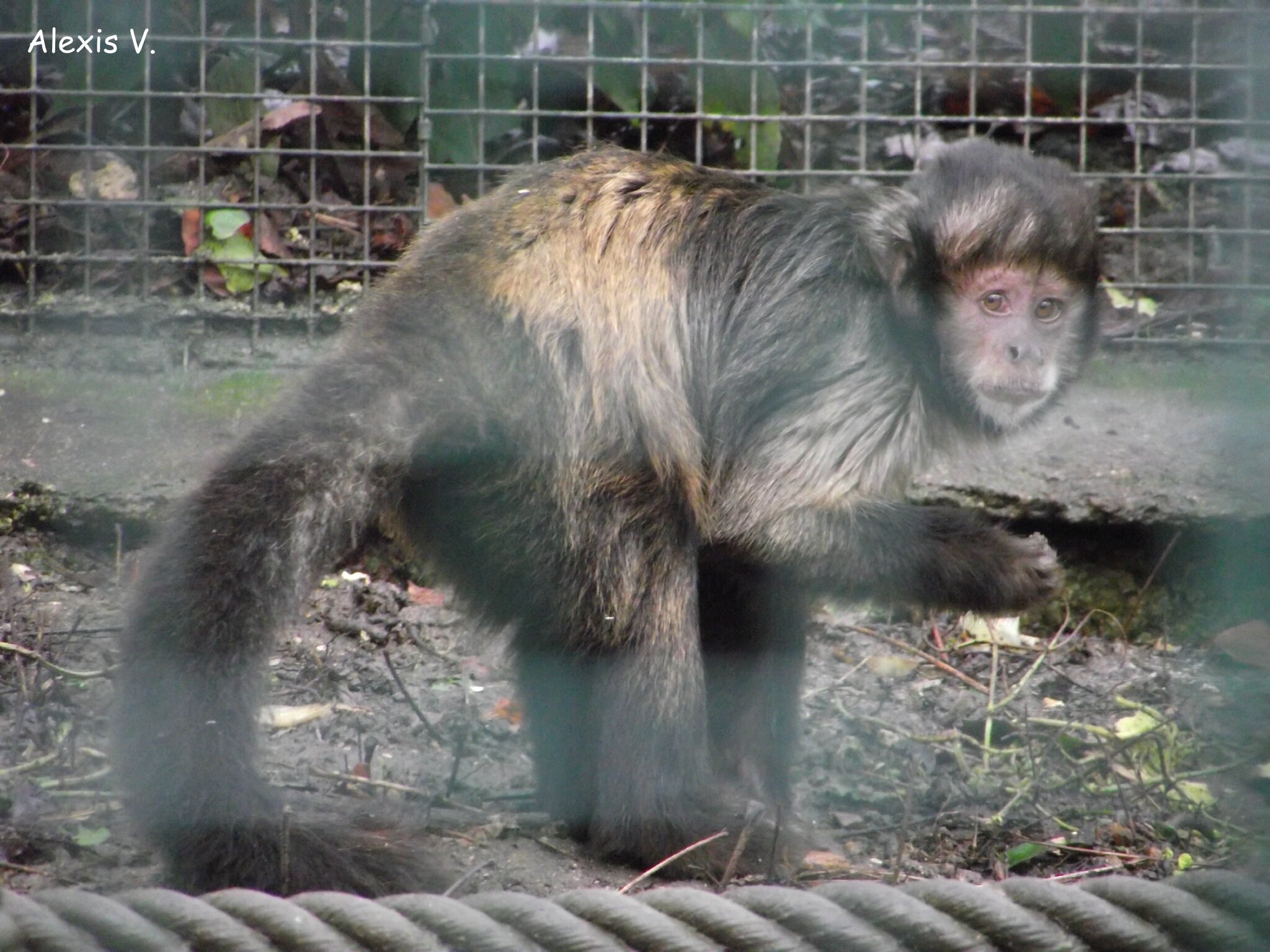 Cri d'alarme par un singe en captivité#bedo3417 #singe