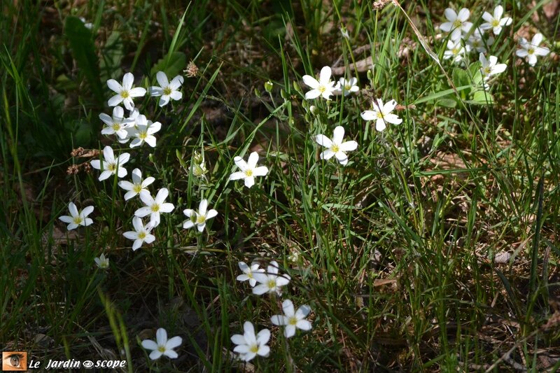 Fleurettes-blanche-lévrys