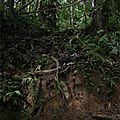 Bibidor de la jungle !