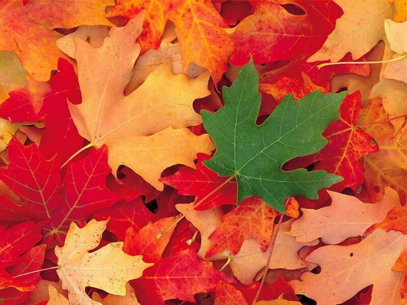 feuille-automne