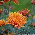 10/11/15 : interlude fleuri : chrysanthema # 3