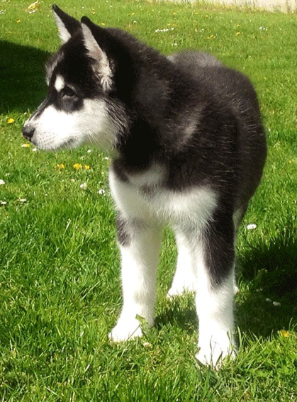Gibbs_20150509_04