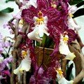 Orchidée 'Brume de Valec tigrinum'
