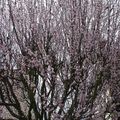 Prunus pissardii en fleurs