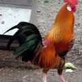 Coq Bankiva