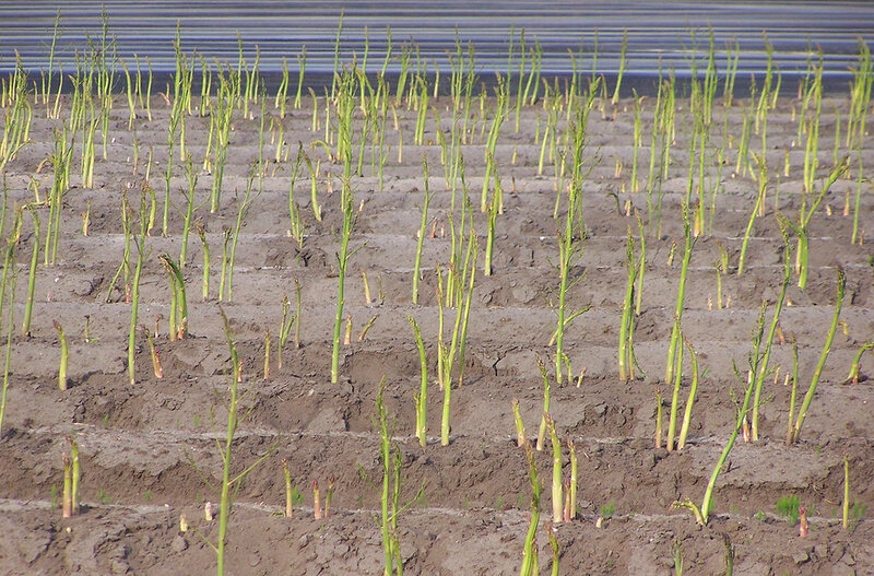 asperge6