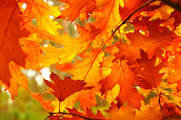 Risultati immagini per fall leaves