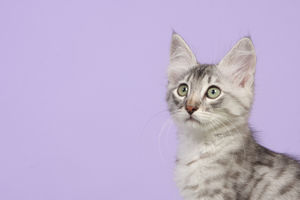 tigr_capucine_07_09