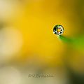 goutte de marguerite