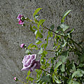 _DSC0063