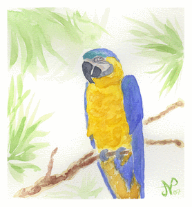 Aquarelle perroquet