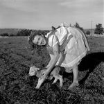 1945_meadow_sitting_sheep_by_dd_mmad128