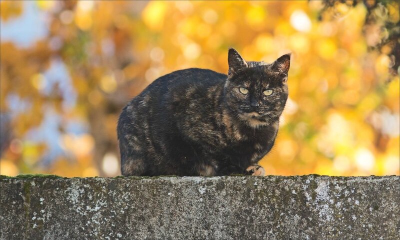 chat automne 141116