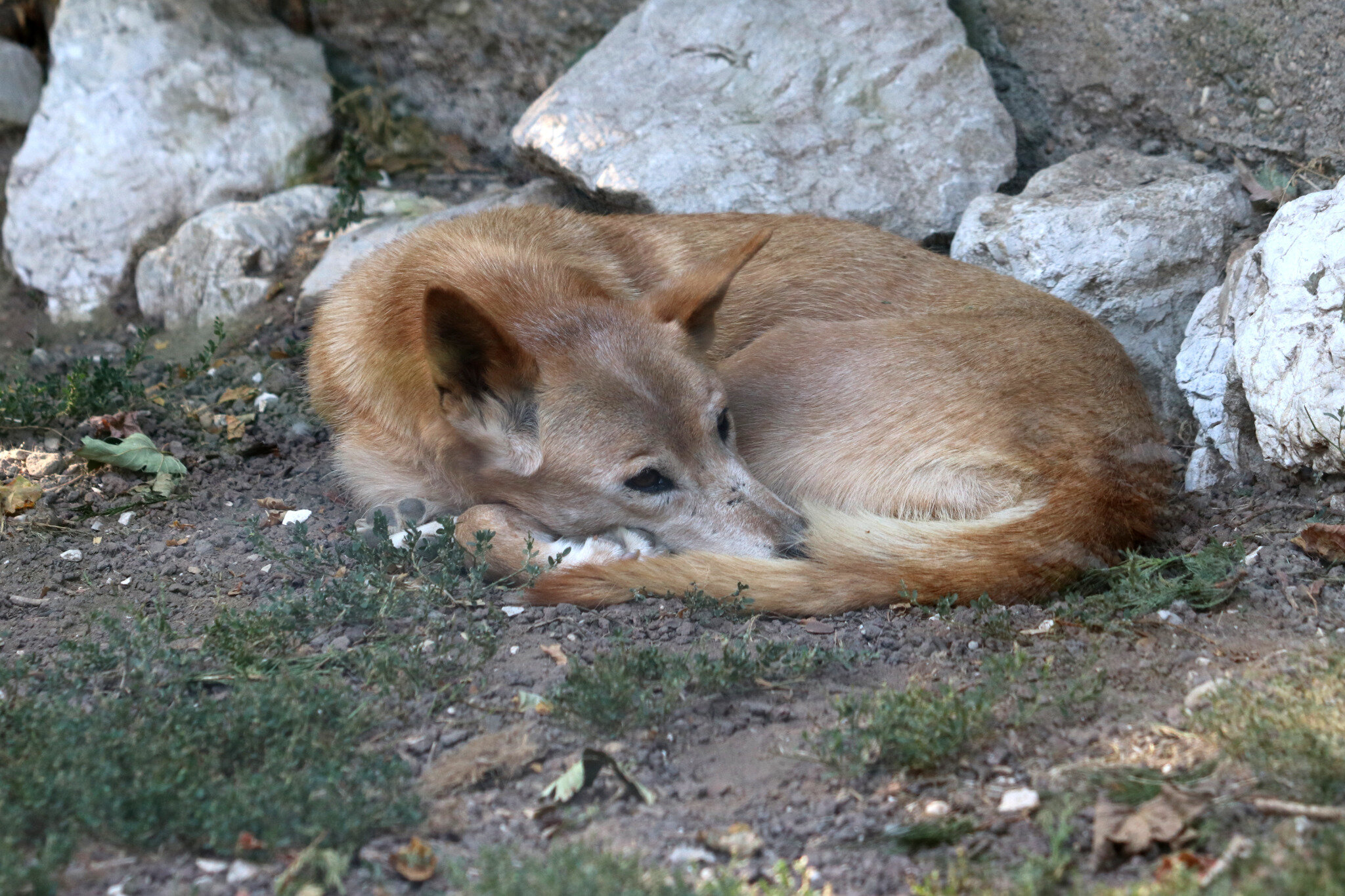 Dingo - La faune au fil des randos