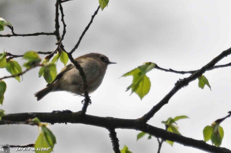 Un Petit Oiseau Très Vif Qui Ne Tient Pas En Place Le