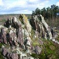 lichens sur le schiste