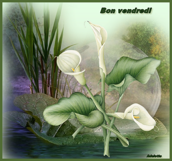 5 b v AromesBPat19
