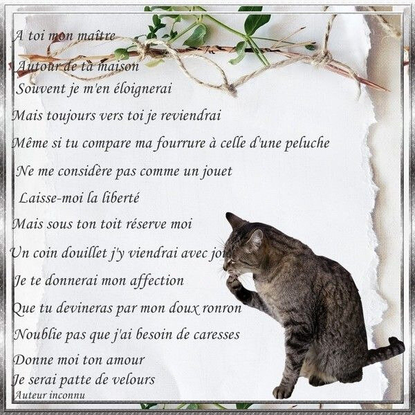 Parole De Chat Le Chat Animal Mysterieux