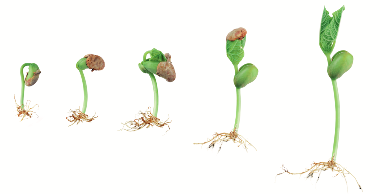 Germination D'une Graine De Haricot Semaine 6 des GS - début - Blog de la maternelle Jean Jaurès de Vitry