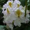 Rhododendron