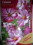 graines fleurs (7)