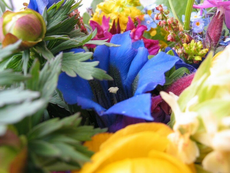 Bouquet De Montagne Photo De Les Fleurs Du Jardin Ma