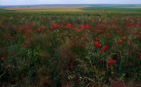 Coquelicot