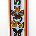 Collection ... cadre papillons naturalisés * 6 papillons
