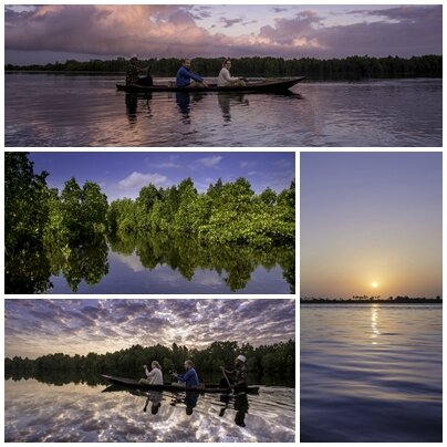 mangrove expedition dophin safari lodge