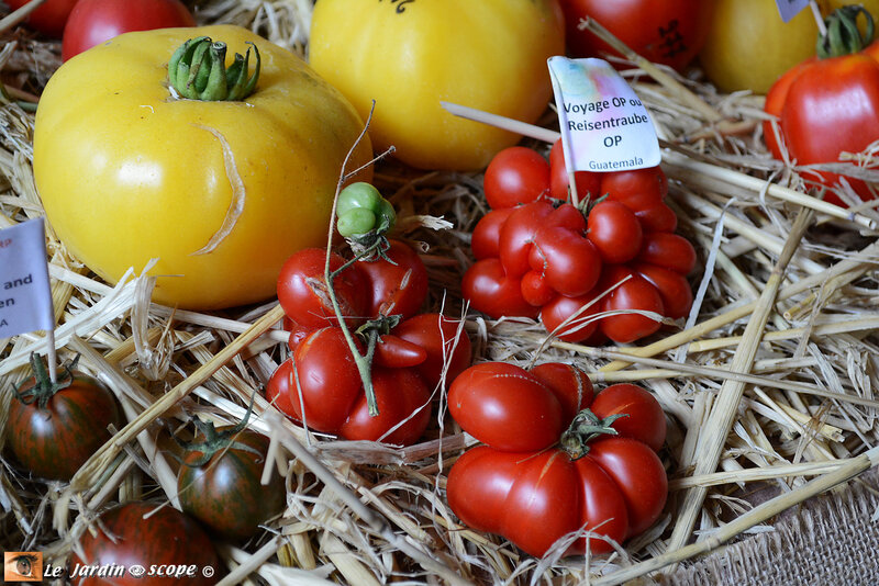 PAT_5935-Tomatophiles