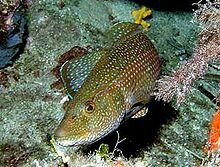 220px-Labrus_viridis