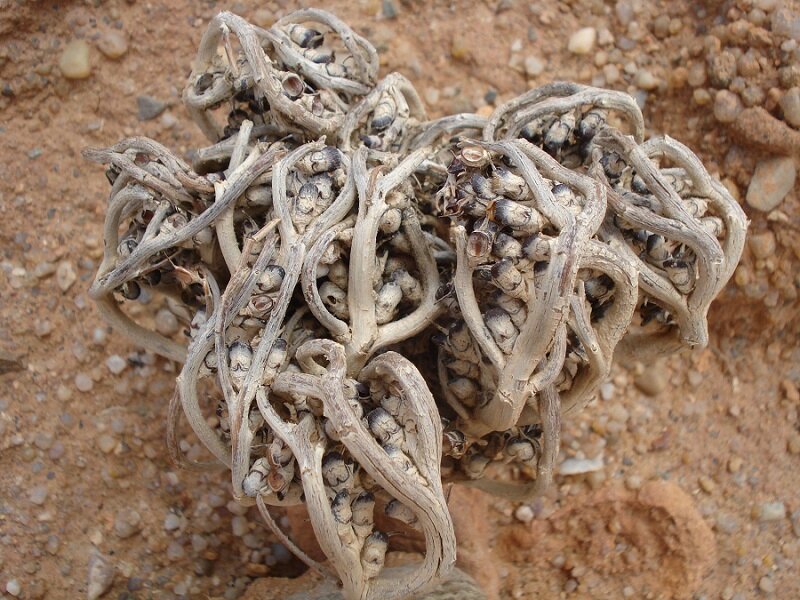 Rose De Jericho Maroc Merveilleux