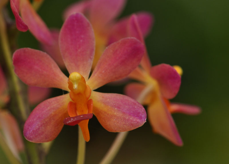 _DSC0116_Doricentrum_pulcherrimum