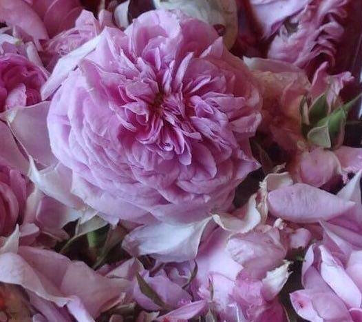 法國五月玫瑰花報導聯合報 世界上最好的玫瑰精油只在法國 格拉斯採收的五月玫瑰花 品質獨一無二 迴 Fraicheur De France 法國天然手制系列
