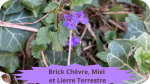 26 LIERRE TERRESTRE(3)Brick Chèvre, Miel et Lierre Terrestre-modified