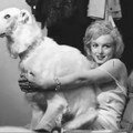Marilyn et les chiens