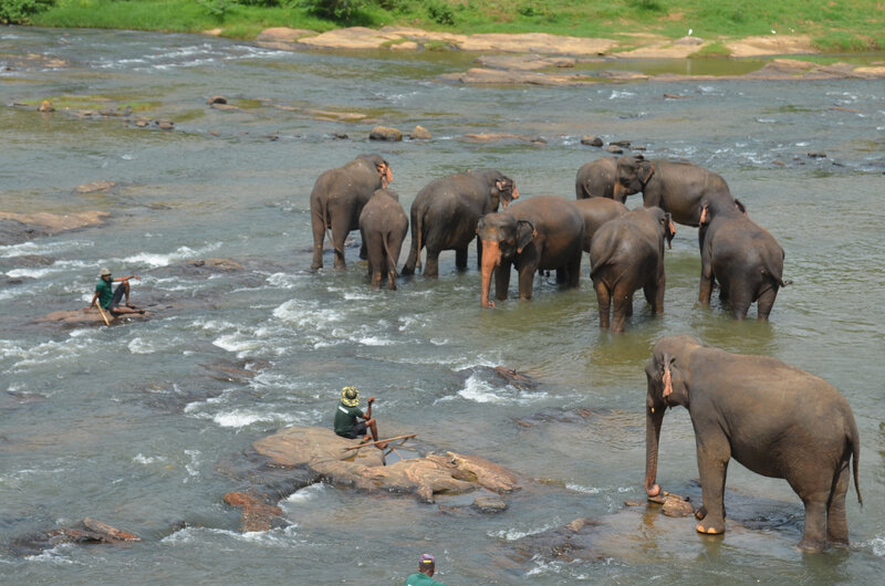 Orphelinat des éléphants 16