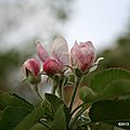 Fleurs de pommier