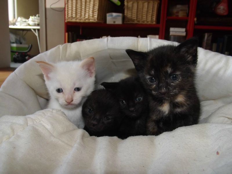Chaton Chat Fil Droit