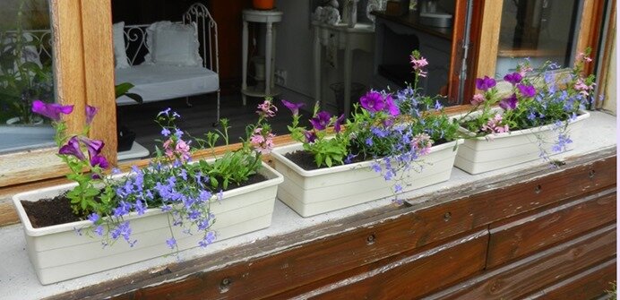 plantations 1