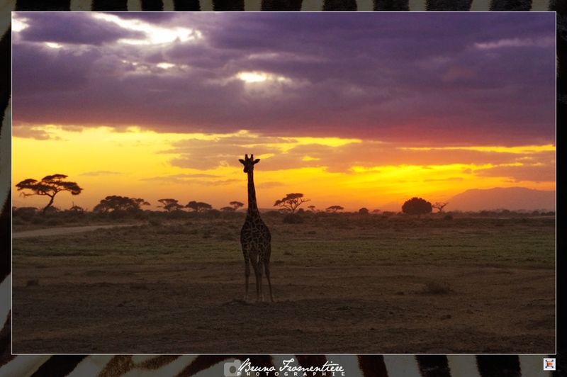 Safari_spirit_C