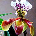 orchidée paphiopedilum