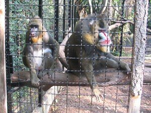 Mandrills