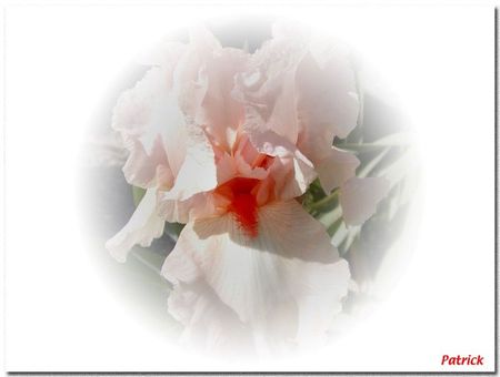 iris_saumone