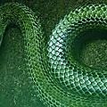  puissant rituel du serpent