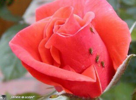 Pucerons du rosier • Macrosiphum rosea