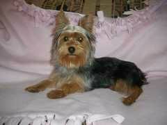 Presentation De Mes Chiens Tout Savoir Sur Les Chiens