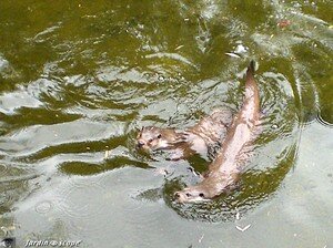Loutre d'Europe • Lutra lutra