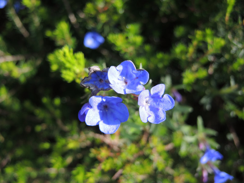 Guéthary, sentier du Littoral, fleurs