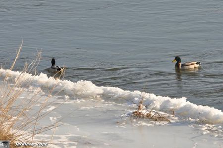 Loire-glace-canards